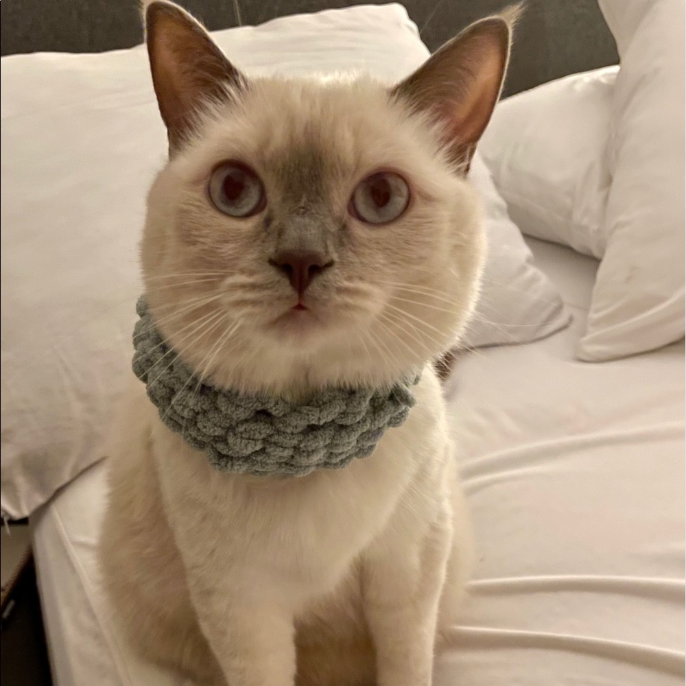 Pet infinity scarf!
